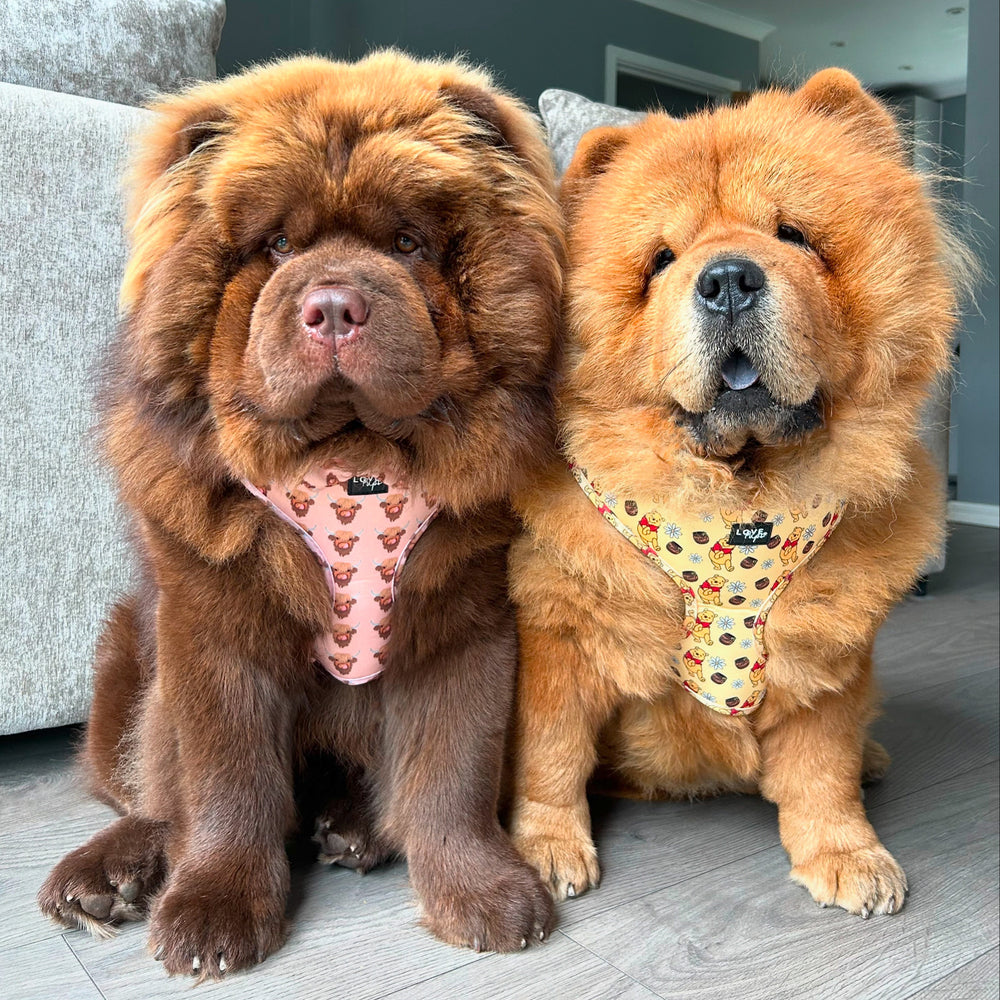 Chow chow harness hotsell