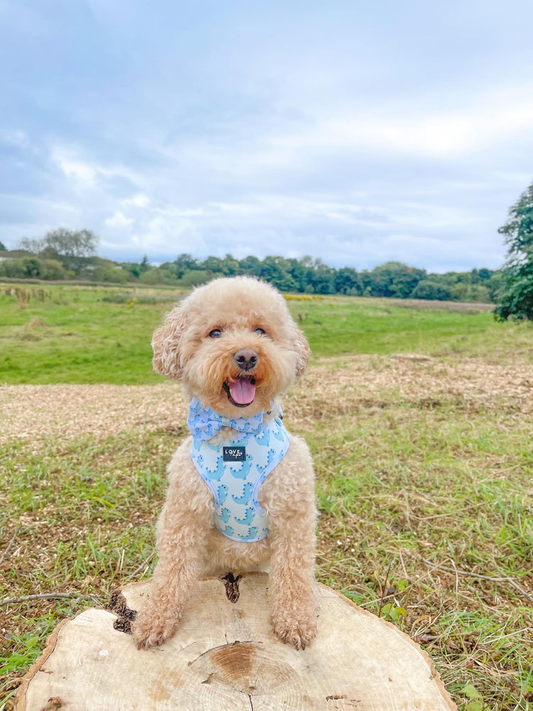 Blue Dinosaur Harness