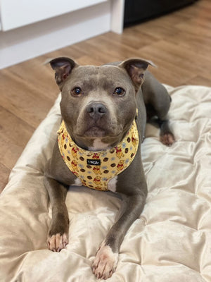 Yellow Winnie Harness