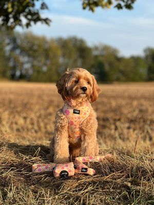 Seashell Harness